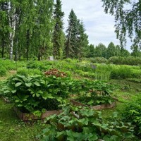 Ботанический сад «Института биологии Коми Научного Центра Уральского Отделения РАН»