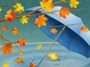 Дождики и зонтики